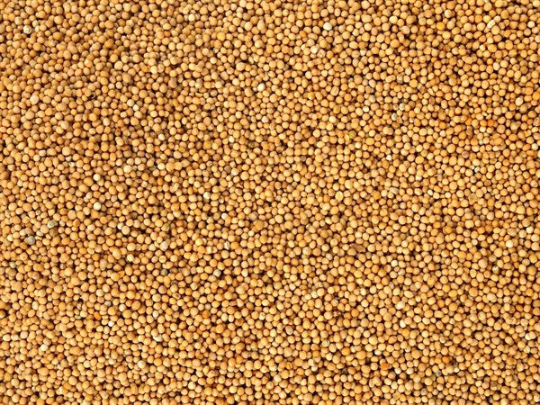 Celá organická horčica biela - 100 g