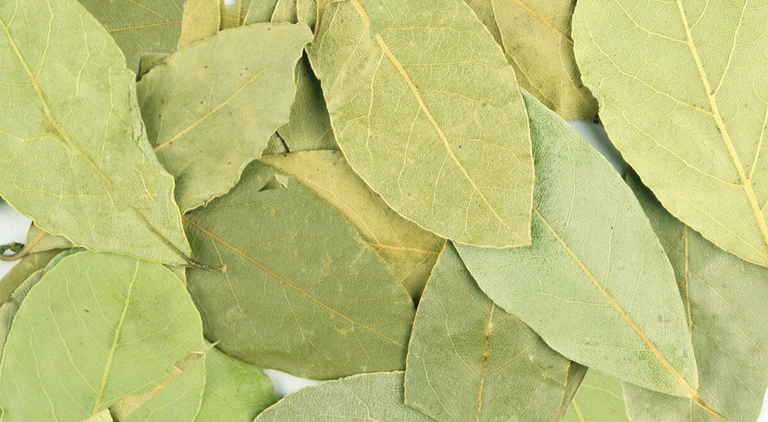 Vavrínový List: Základ Koreniacej Skrinky a Zdroj Hlbokých Aróm