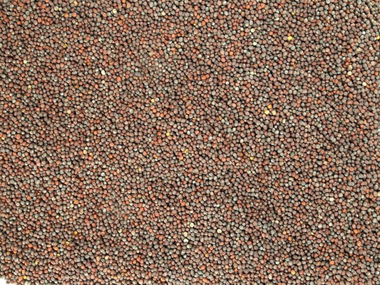 Celá čierna horčica - 100 g