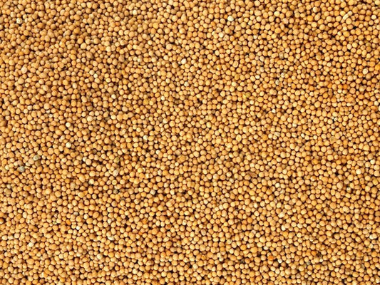 Celá organická horčica biela - 100 g