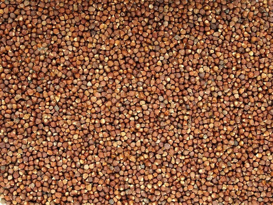 Guinea korenie - semená paradajok - 100 g